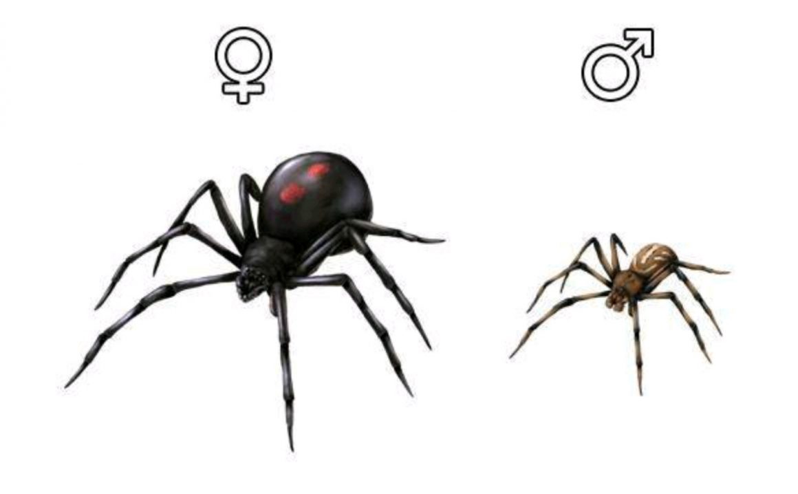 Черная вдова укус смерти 2024. Черная вдова самец и самка. Чёрная вдова паук самец. Чёрная вдова паук самка. Паук черная вдова Каракурт.